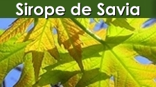 Sirope de Savia